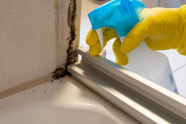 Best Health and Safety Mold Remediation in Jacksonville, OR