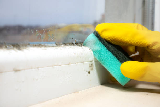 Best Basement Mold Remediation in Jacksonville, OR
